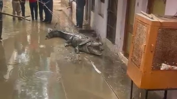 वन विभाग के अमले को दी गई सूचना