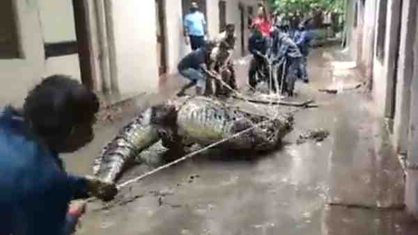 मगरमच्छ को काबू करने में छूटे पसीने मगरमच्छ को काबू करने में छूटे पसीने