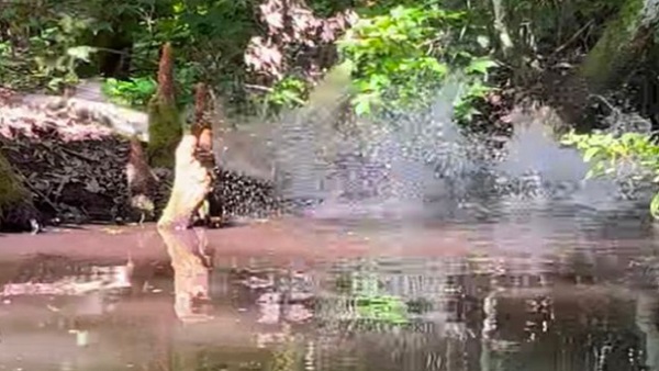 पलभर में शिकार बना लेता है मगरमच्छ