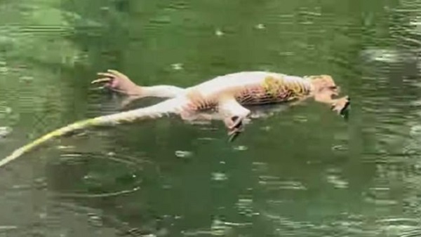 वायरल हो गया ये वीडियो