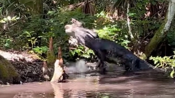 वीडियो को देख, हैरान हुए लोग 