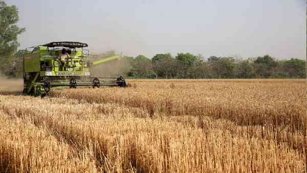 पांच वर्षों में औसत खाद्यान्न