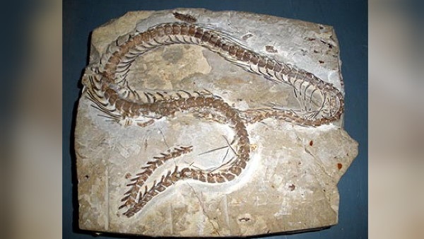 चार पैर वाले सांप के करोडों साल पुराने जीवाश्म चार पैर वाले सांप के करोडों साल पुराने जीवाश्म