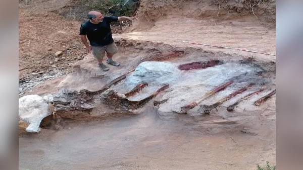 डायनासोर 12 मीटर ऊंचा और 25 मीटर लंबा था