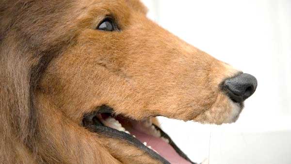 एंटी रेबीज का इंजेक्शन भी लगाया गया एंटी रेबीज का इंजेक्शन भी लगाया गया