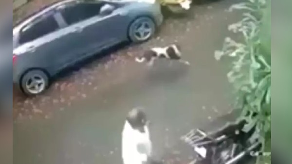 जानवर को बेवजह परेशान नहीं करना चाहिए, क्योंकि...