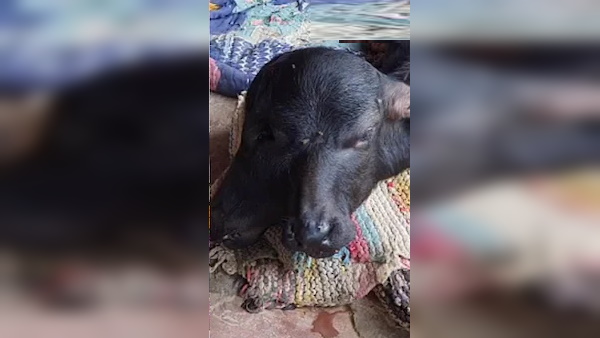 अनोखे पाडे का बाकी शरीर सामान्‍य