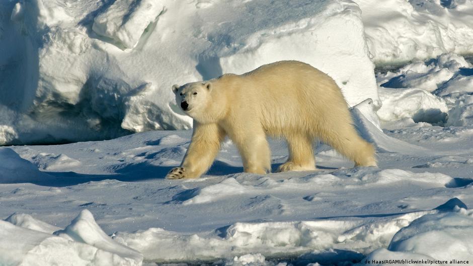 पहले भी होता रहा है ध्रुवीय भालुओं का हमला