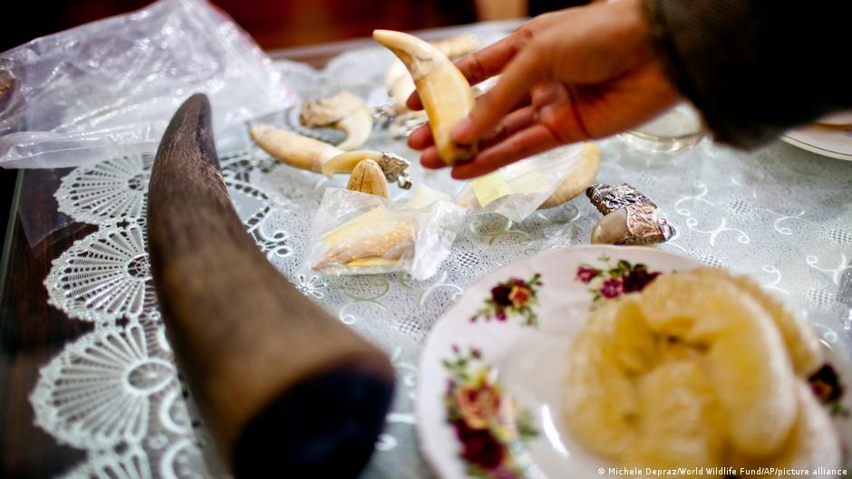 गैंडों के सींग के लिए उनके शिकार में कमी आई है