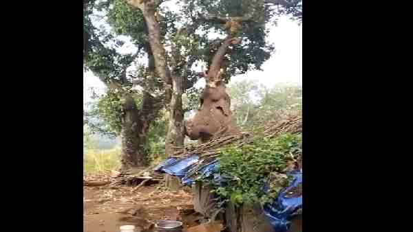 'इंसान के लिए जैसे आम हैं, हाथी के लिए कटहल है'