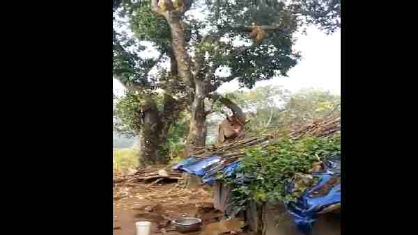 एक विशाल हाथी का कटहल खाने के लिए संघर्ष