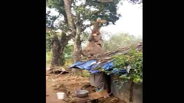 लोगों ने बढ़ाया हाथी का हौसला