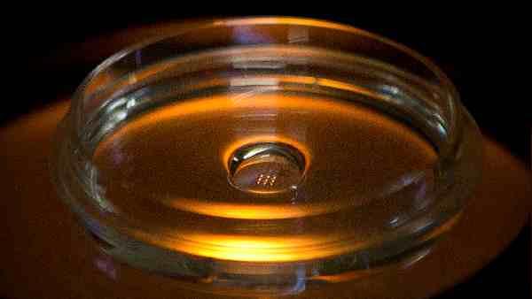 मशीन में ही विकसित हुआ भ्रूण