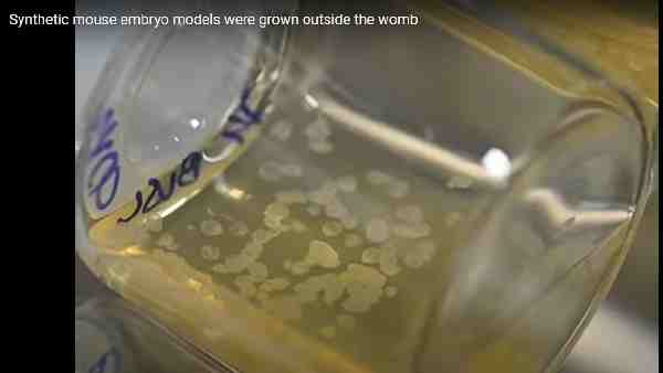 प्राकृतिक भ्रूण की तुलना में 95% समानता दिखी-रिपोर्ट