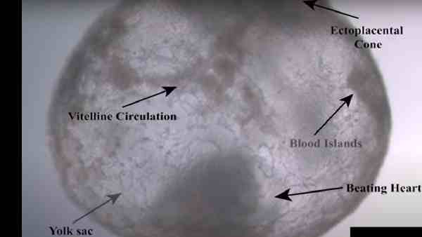 कृत्रिम भ्रूण के भविष्य में फायदे ?