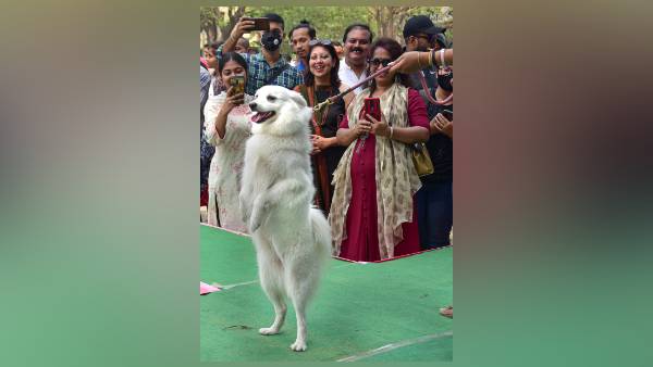 कुत्तों की भाषा समझने की कोशिश