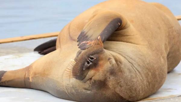 फ्रेया को क्यों मारा गया?