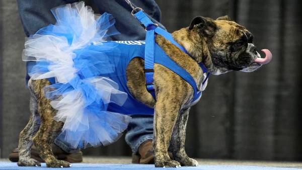 जानवरों आपसे करेंगे बात