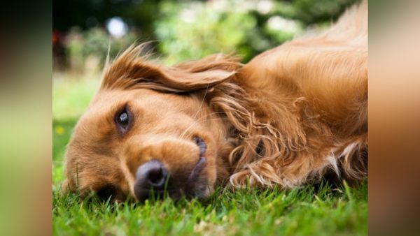 कई जानवरों को मारा कई जानवरों को मारा