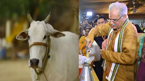 गौधन न्याय योजना बनी मिसाल गौधन न्याय योजना बनी मिसाल