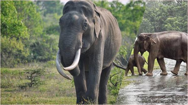 गर्मी और अधिक काम करने से नाराज हो गया था हाथी गर्मी और अधिक काम करने से नाराज हो गया था हाथी