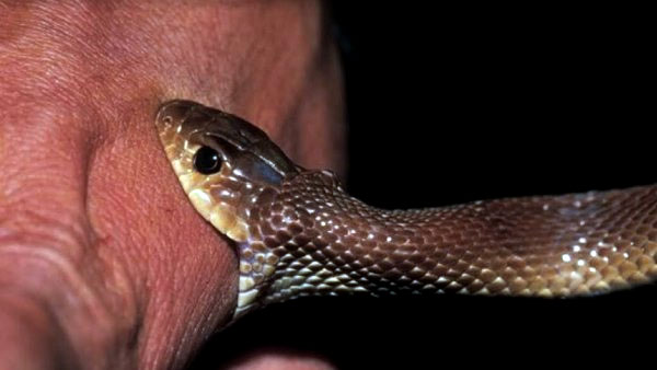 बदन पर चढ़ा सांप