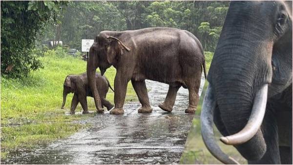 हाथी ने अपने नुकीले दांतों से महावत को चीर दिया हाथी ने अपने नुकीले दांतों से महावत को चीर दिया
