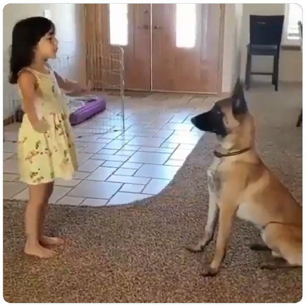 बच्ची अपने पालतू कुत्ते के साथ खेल रही बच्ची अपने पालतू कुत्ते के साथ खेल रही
