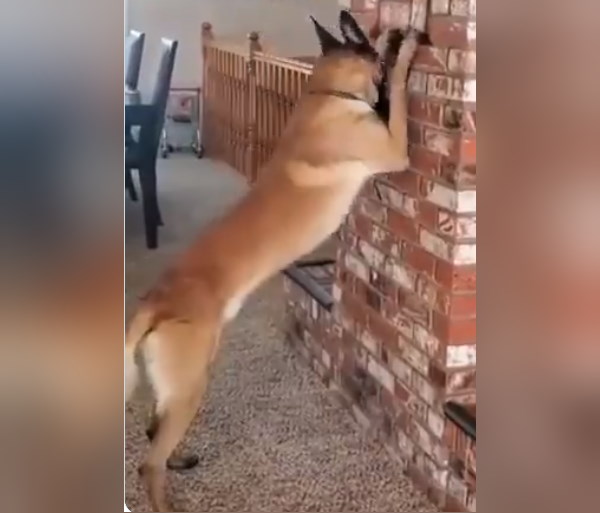 वायरल हो गया वीडियो वायरल हो गया वीडियो