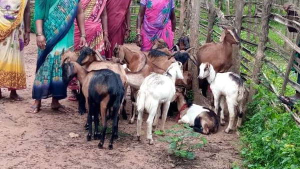शुरू किया मुर्गी, बकरी पालन का काम शुरू किया मुर्गी, बकरी पालन का काम