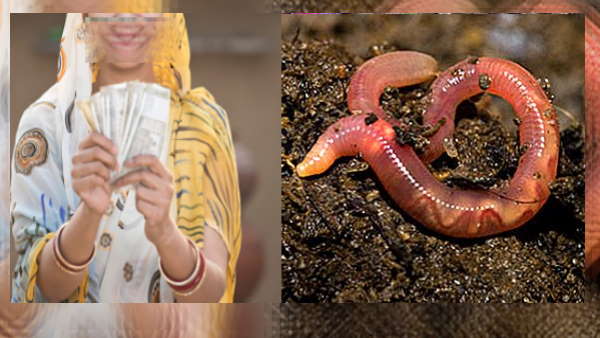 केंचुओं ने बड़ी तकदीर केंचुओं ने बड़ी तकदीर