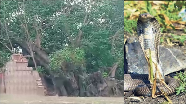 मंदिर के साथ उजड़ गया नागों का घर