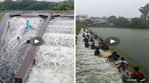 मछुआरों में मची मछलियों की लूट 