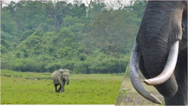रबड़ के बागान में मारा गया महावत रबड़ के बागान में मारा गया महावत