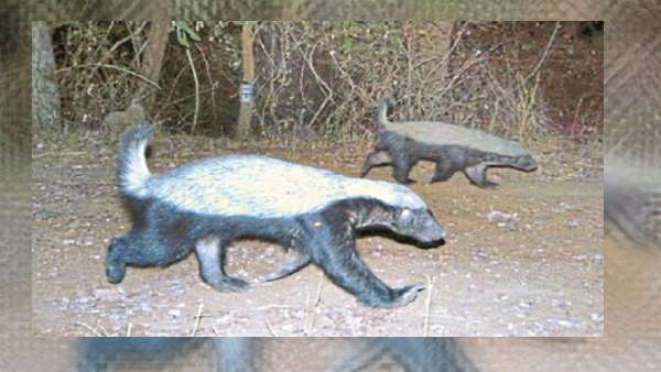 सड़क के किनारे घूम रहा था जीव 