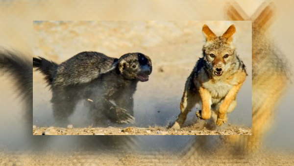  नहीं बनता अपना घर, लोमड़ी के घर में करता है कब्ज़ा 