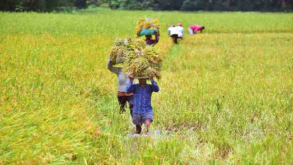 हरित क्रांति