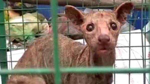 'जीव का डीएनए टेस्ट किया जाएगा'