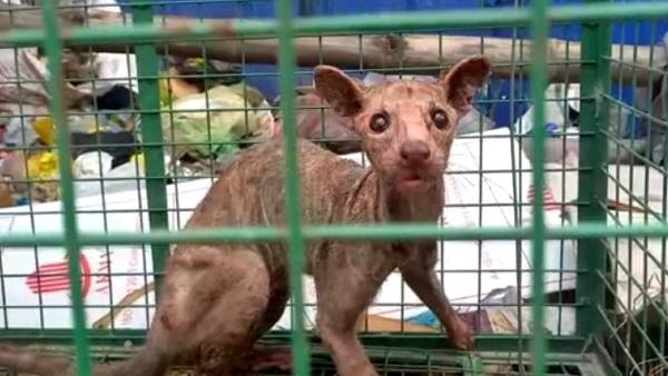 2010 में चीन में दिखी थी ऐसी प्रजाती