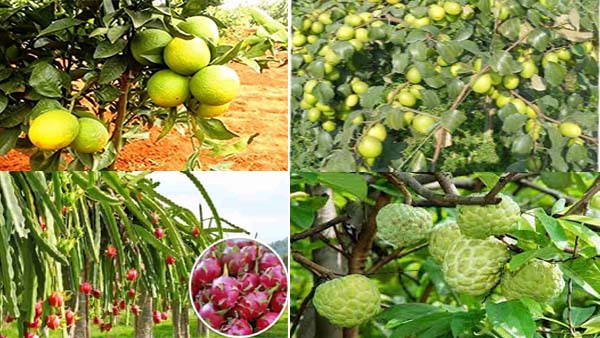 सांसदों ने थाईलैंड खजूर और ड्रैगन फ्रूट का चखा स्वाद सांसदों ने थाईलैंड खजूर और ड्रैगन फ्रूट का चखा स्वाद