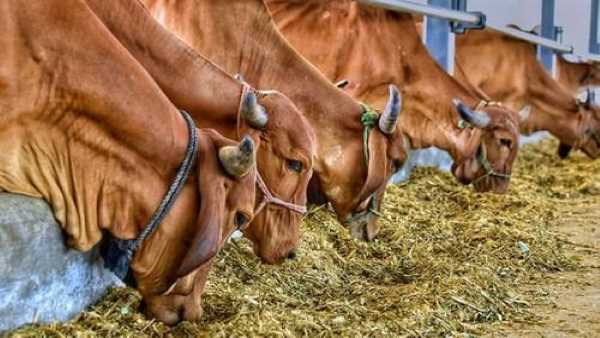 जैविक खेती के लिए 300 गिर नश्ल की गायों का पालन जैविक खेती के लिए 300 गिर नश्ल की गायों का पालन