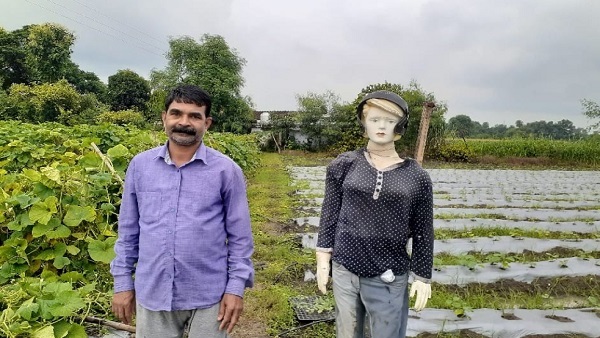 पक्षियों को भगा रहा, लोगों को आकर्षित कर रहा 'काग भगौड़ा'