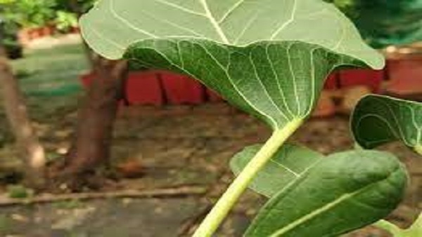 माखन कटोरी वटवृक्ष नाम से भी पहचाना जाता है