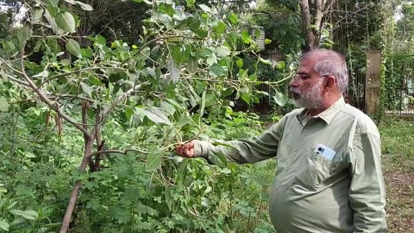 बॉटनीकल गार्डन में तीन तरह के बरगद मौजूद
