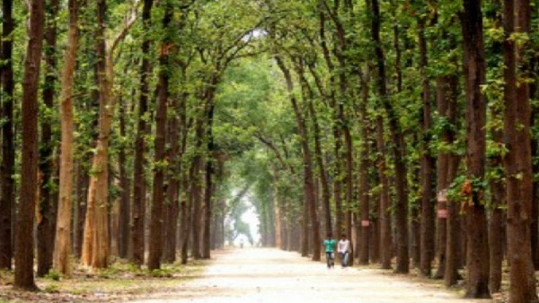 कुसम्ही वन