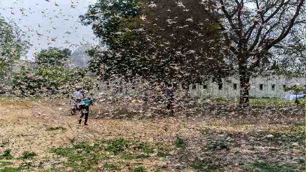 टिड्डियों का छोटा झुंड एक दिन में 35,000 लोगों का खाना खाने में सक्षम