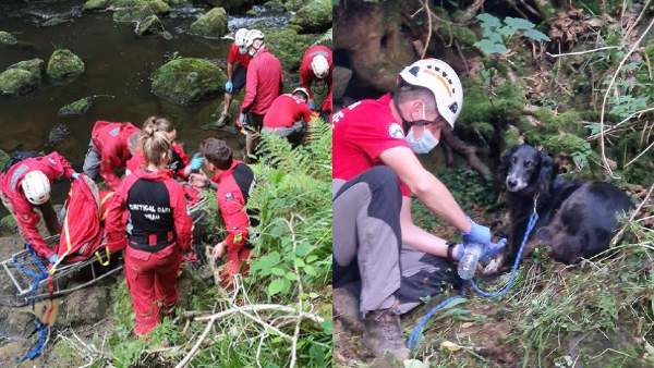 कुत्ते ने ऐसा बचाई मालिक की जान