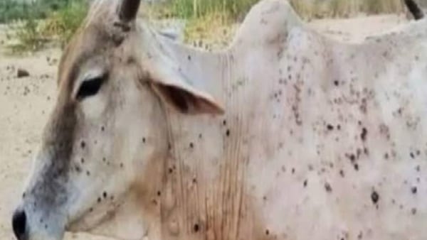 लंपी स्किन डिसीज के मामले भी बढ़ रहे लंपी स्किन डिसीज के मामले भी बढ़ रहे