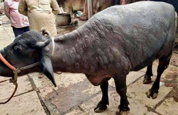 LSD कहां से आया?