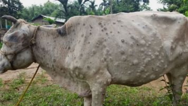 राजस्‍थान के 16 जिलों में फैला लंपी त्वचा रोग